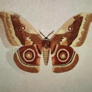 Meet your Posher, Wingy